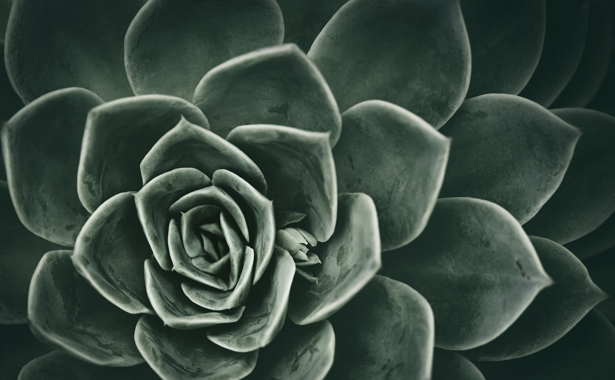 Succulent Plant